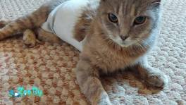 Австралийский Мист кошка стерилизована 3 года