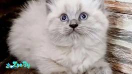 Продажа высокопородистых котят Балинез 1.5 месяца