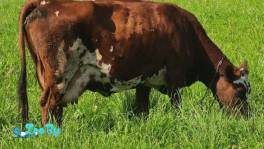 Продажа Айширской породы коров Три отела