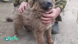 Продается щенок 2,5 месяца чистая кавказкая овчарка