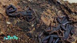 Скорпионы черные размером 3-4 см