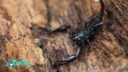 В продаже азиатские скорпионы heterometrus sp