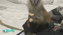 Продажа обезьяны ручной самец 12 месяцев