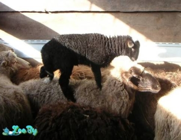 Овцы и бараны продам недорого