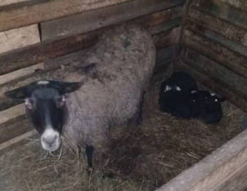 Продам три овцы Романовской породы с ягнятами