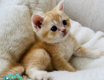Мальчик-котенок манчкин килт с короткими лапами