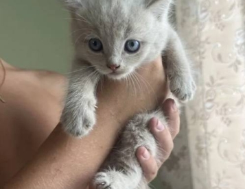 Сибирские котята 1 месяц пушистые
